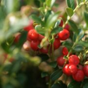 蔓越莓功效副作用有哪些？營養成分、食用建議與注意事項完整解析