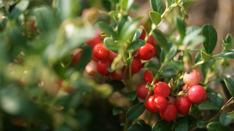 蔓越莓功效副作用有哪些？營養成分、食用建議與注意事項完整解析